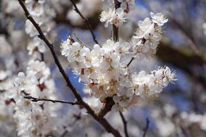 vår blommande träd. pollinering av blommor av aprikos. blomma foto