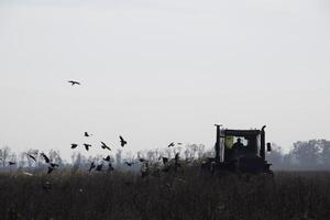 traktor plöjning en fält och gal flygande runt om honom i Sök av mat foto