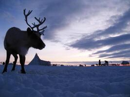 ren mot en tundra landskap foto