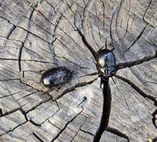 en noshörning skalbagge på en skära av en träd stubbe. en par av noshörning skalbaggar foto