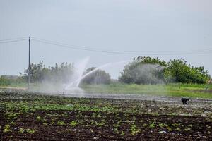 bevattning systemet i fält av meloner. vattning de fält. sprinkler foto