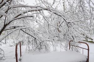 snö föll i de trädgård. de gammal säng under en träd i de trädgård. vinter- har komma foto