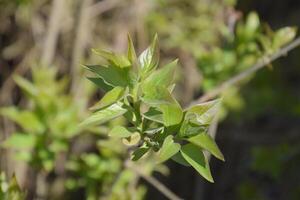 ung löv och knoppar av lila. blomstrande knoppar av lila foto