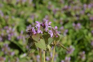 lamium purpureum blomning i de trädgård. foto