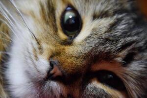 munkorg av en randig katt. inhemsk katt. foto