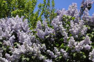 blommor blomning lila. skön lila lila blommor utomhus. foto