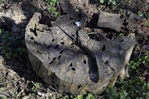 ett gammal stubbe, uppäten förbi larver av en skalbagge skogsarbetare. de kurs av larver av trämask i en rutten stubbe foto