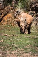 noshörning, sjö nakuru nationell parkera, kenya, ceratoterium foto