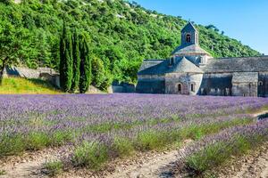 lavendel- i främre av de abbaye de senanque i provence foto