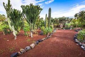 trädgård i puero de la cruz, teneriffa, kanariefågel öar, Spanien foto