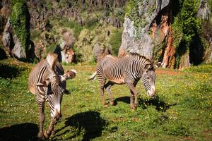 de grevy s zebra equus grevyi, ibland känd som de kejserlig zebra, är de största arter av zebra. den är hittades i de masai mara boka i kenya afrika foto