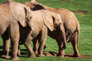 elefanter familj på afrikansk savann. safari i amboseli, kenya, afrika foto