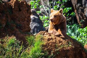 norr amerikan grizzly Björn på soluppgång i Västra USA foto