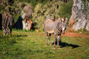 de grevy s zebra equus grevyi, ibland känd som de kejserlig zebra, är de största arter av zebra. den är hittades i de masai mara boka i kenya afrika foto
