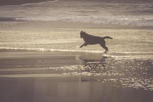 hund resa Lycklig springa på de strand foto