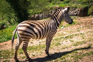 sebra på gräsmark i Afrika, Kenya park foto