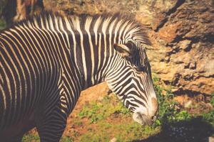 grevys zebra, samburu nationell parkera, kenya foto