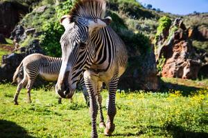 de grevy s zebra equus grevy ibland känd som de kejserlig zebra, är de största arter av zebra. den är hittades i de masai mara boka i kenya afrika foto