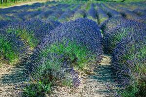 trädgård blommor lavendel- färgrik bakgrund foto