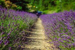 provence - lavendel- fält i de gordes , Frankrike foto