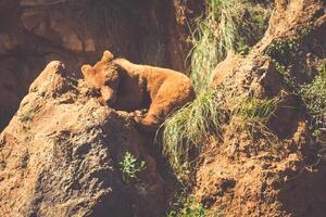 norr amerikan grizzly Björn på soluppgång i Västra USA foto