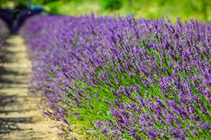 provence - lavendel- fält i de gordes , Frankrike foto
