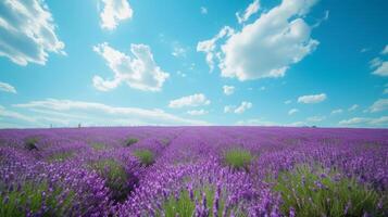 ai genererad skön naturlig bakgrund med lavendel- fält och blå himmel stor copy område med kopia Plats för text foto