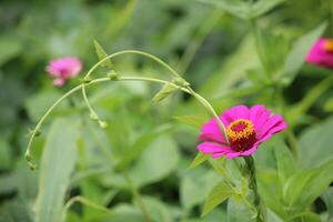 rosa zinia elegans blomma blomning med suddig bakgrund foto