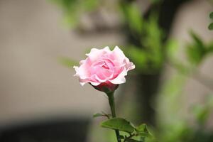 stänga upp av skön rosa ro blomning foto