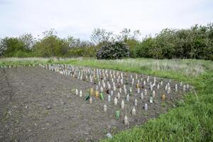 använda sig av av plast flaskor till skydda plantor av grönsaker från p foto