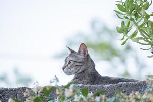 grå katt ser uppmärksamt från de topp av en vägg. foto