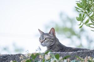 grå katt ser uppmärksamt från de topp av en vägg. foto