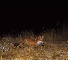 röd räv, en hundliknande djur. de räv är ser för mat på natt foto