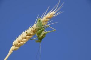 isofia. gräshoppa är ett isofi på en vete spikelet. isofia en foto