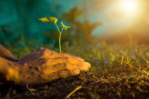 mannens hand sådd gödselmedel, hand plantering grön frön, skogsplantering begrepp, jord dag foto