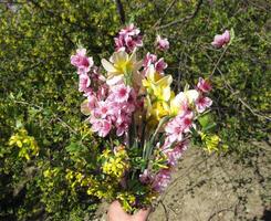 bukett av blommor och persika påskliljor foto