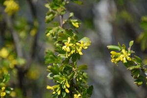 blommande gyllene vinbär i de trädgård foto