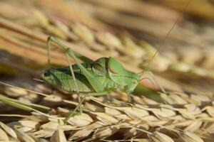 isofia. gräshoppa är ett isofi på en vete spikelet. foto