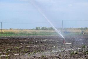 bevattning systemet i fält av meloner. vattning de fält. sprinkler foto