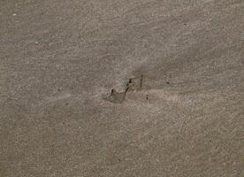 spår av en fiskmås på de sand förbi de hav foto