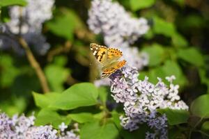 fjäril vanessa cardui på lila blommor. pollinering blomning syrener. foto