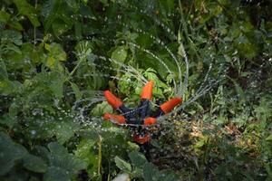 vattning jordgubbar med en roterande sprinkler. vattning i de trädgård. foto