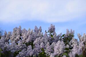 blommor blomning lila. skön lila lila blommor utomhus. foto