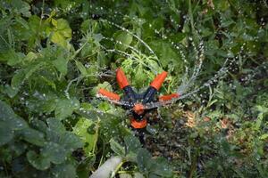 vattning jordgubbar med en roterande sprinkler. vattning i de trädgård. foto