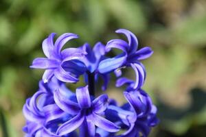 hyacinthus blommor i trädgård i vår. enda växt hyacinthus foto