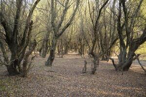 höst landskap i de skog. november, fallen löv och bar grenar av träd. foto