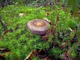 ätlig svamp i de skog skräp. svamp i de skog-t foto