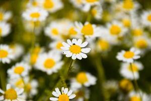 kamomill blommor. farmaceutisk kamomill. medicinsk växt kamomill, blommande. foto