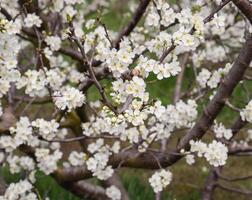 blommande plommon trädgård foto