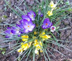 buske violett blommor på en vit jord. vår blomma säng. foto